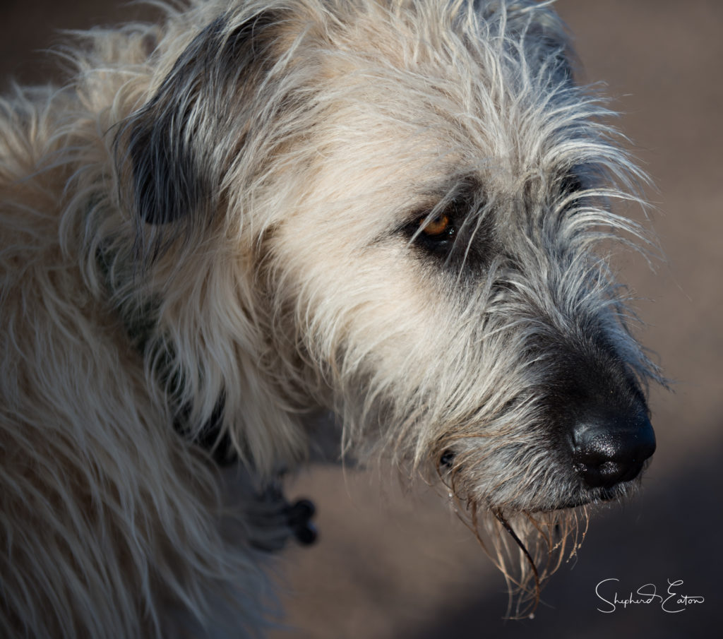 Denver Senior Dog Portrat